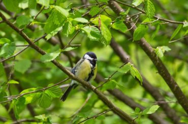 성년 후견인 신청 절차와 준비물 확인하기