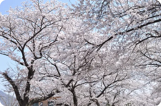 경주 벚꽃 실시간 정보 확인법은