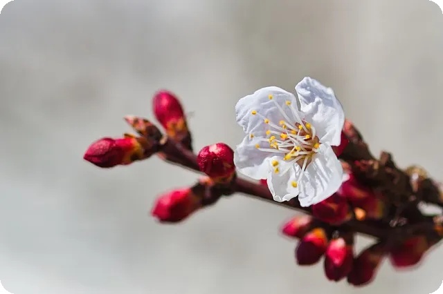 경주 벚꽃 실시간 정보 확인법은