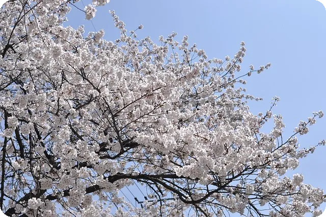 인천 벚꽃 명소 5곳 추천
