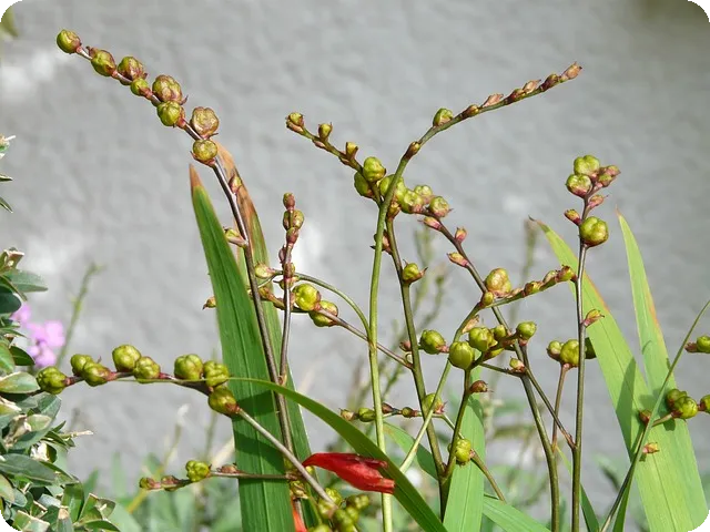 애슐리퀸즈 할인 혜택 2025년 총정리
