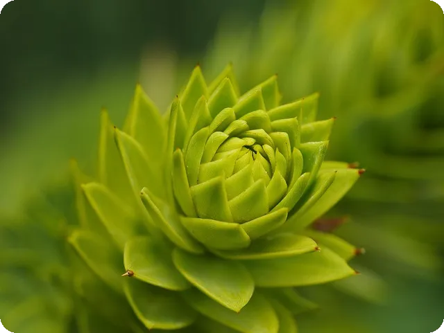 다슬기즙 효능과 주의사항 알아보기