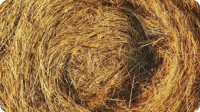 이탈리안 브레인롯 주요 캐릭터는 누구일까