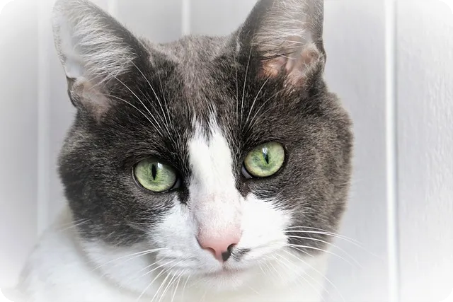 어려운 연인 밸런스게임 질문은?