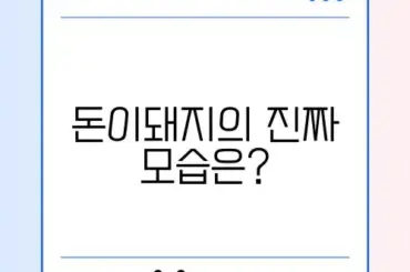 돈이돼지 후기 완벽 정리: 진짜 가치와 경험 알아보기