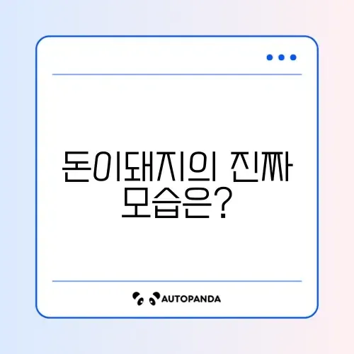 돈이돼지 후기 완벽 정리: 진짜 가치와 경험 알아보기 썸네일